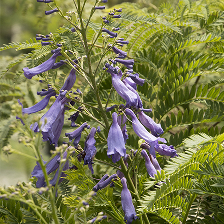 Bonsai Blue Jacaranda