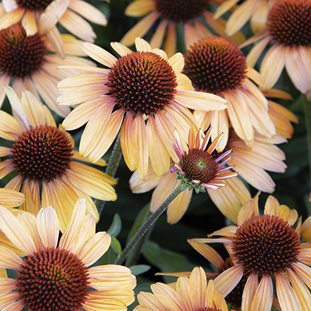 tiger coneflower