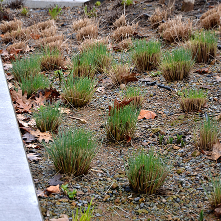 new growth on ornamental grasses after pruning