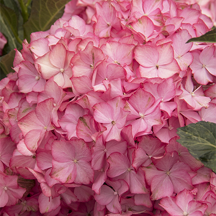 pink flowers of Seaside Serenade® Hamptons Hydrangea