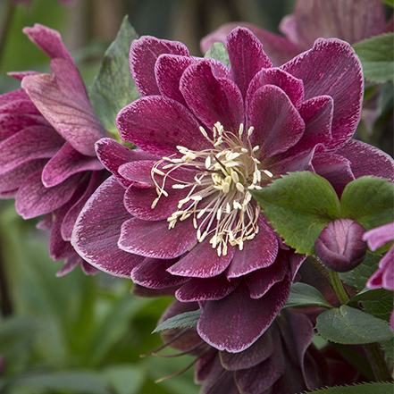 Cascade picotee hellebore