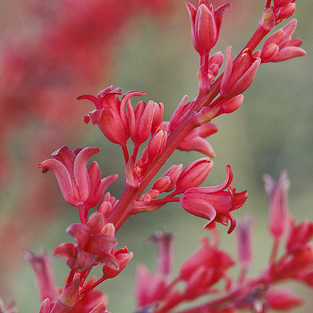 red hesperaloe flowers