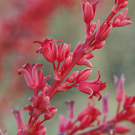 bright red brakelights red yucca flowers