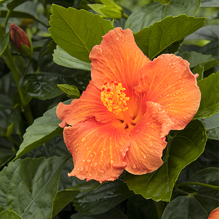 large orange hibiscus flower