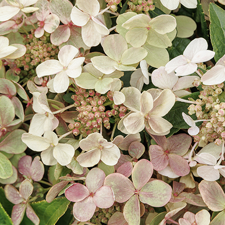white hydrangea flowers blushed with pink