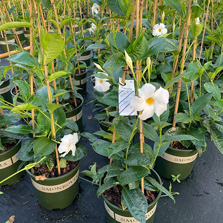 beneficial insects predatory mites sachet on white mandevilla plants
