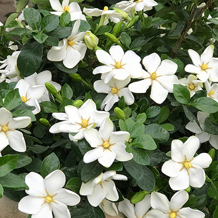kleim's hardy gardenia