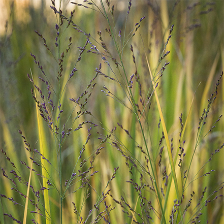 green and yellow northwind switch grass