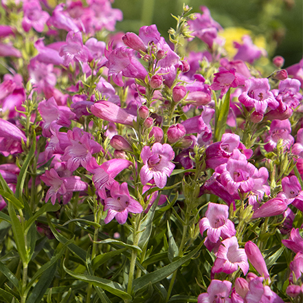 pink beardtongue flowers