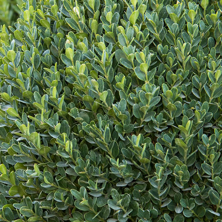 green boxwood leaves