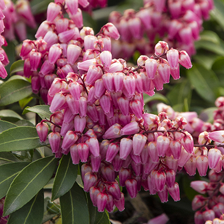 pink pieris flowers