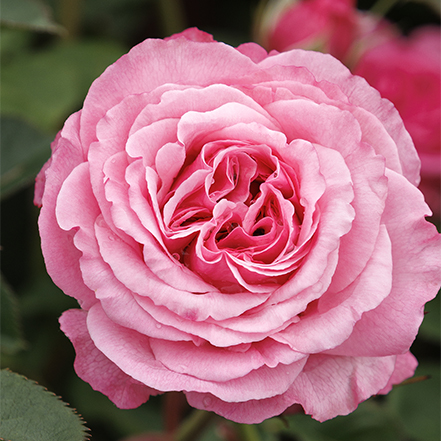 Pink blooms of heavenly ascent Climbing Rose