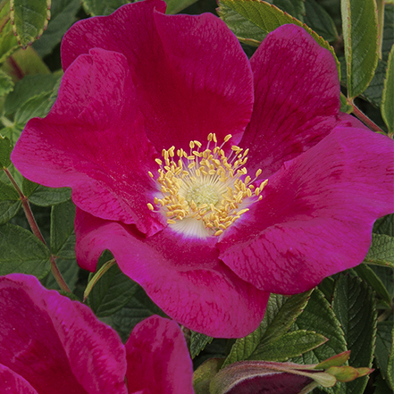 red rugosa rose with yellow center