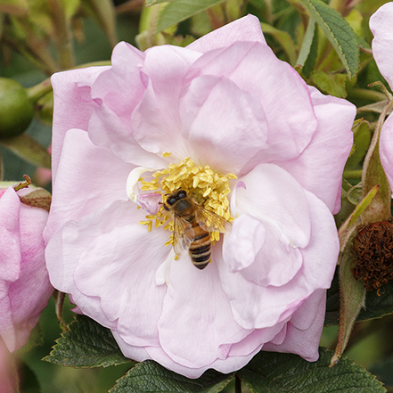 blush rugosa rose with bee in center