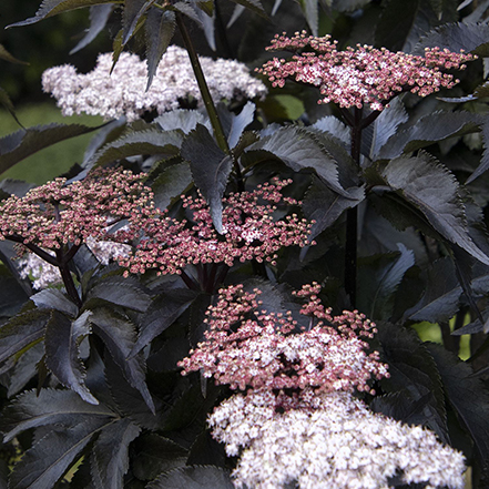 black tower elderberry