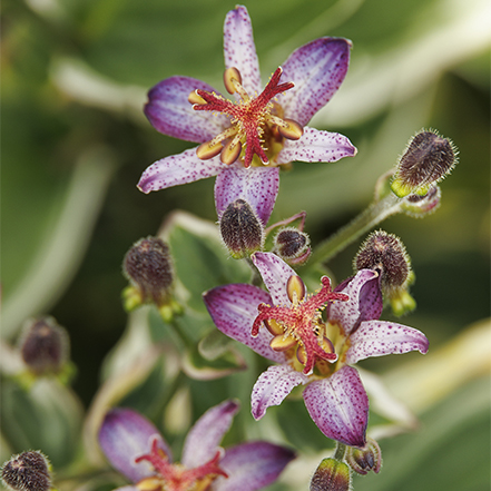 pink and purple toad lily flower