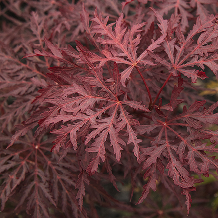 velvet viking japanese maple leaves
