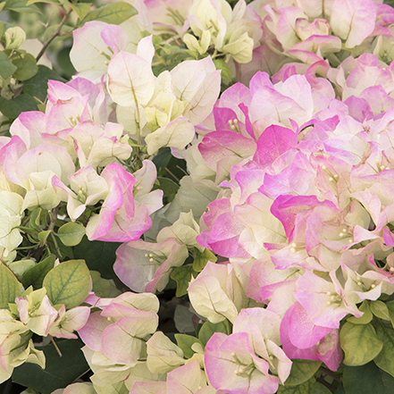 pink blushed white yani's delight bougainvillea bracts