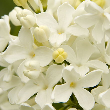 white lilac flowers