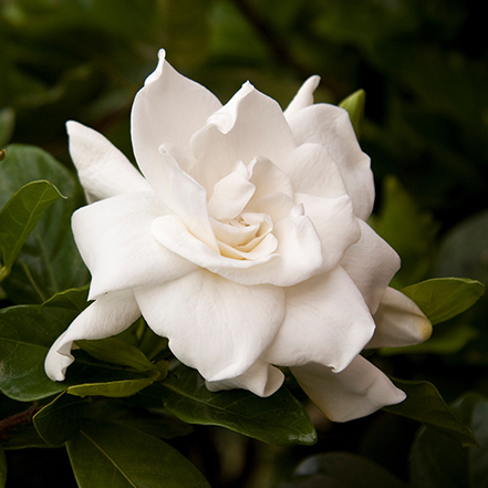 white gardenia flowers with green foliage