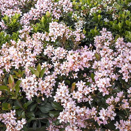 pink ballerina indian hawthorn