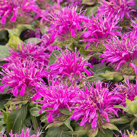 purple bee balm flowers