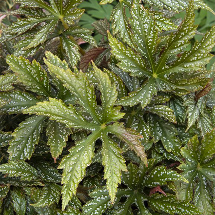 spotted green leaves of shangri la begonia