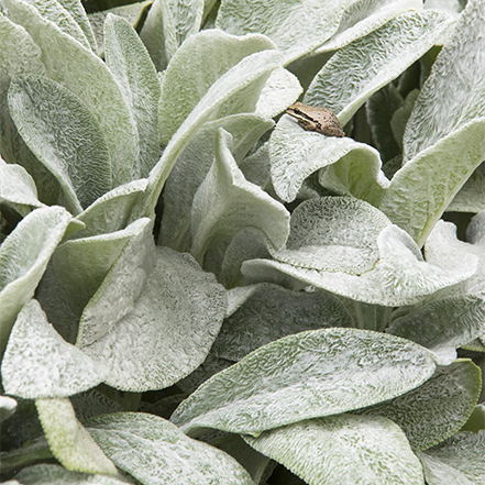 soft green leaves of big ears lambs ear with small frog on a leaf