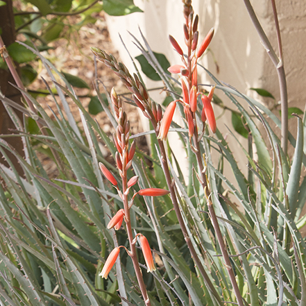 orange flowers on blue elf aloe