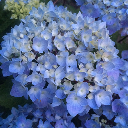 blue enchantress hydrangea flowers