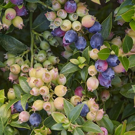 blueberries and green leaves on bountiful baby blueberry