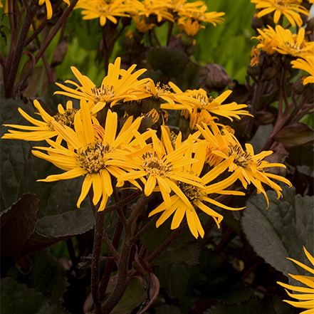 yellow flowers and dark leaves of lingularia