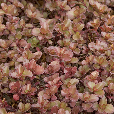 bronze carpet sedum