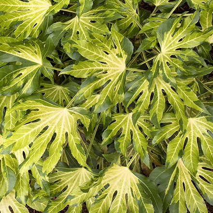 camouflage variegated japanese