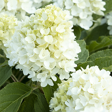 white and green flowers of candy apple hydrangea