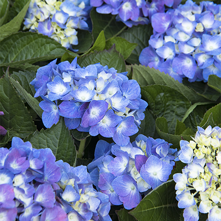 blue flowers of Seaside Serenade® Cape Cod Hydrangea