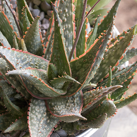 green and orange aloe succulent leaves