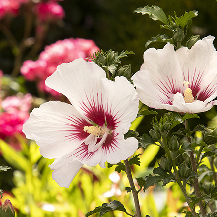 chateau de chantilly rose of sharon