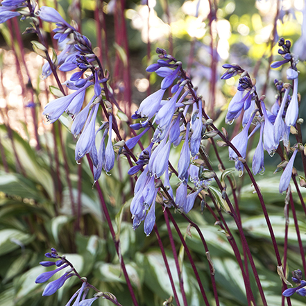 red stems with lavender purple hosta flowers