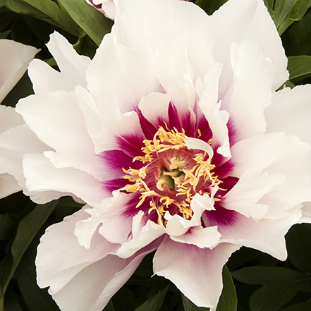 white peony flower with pink center