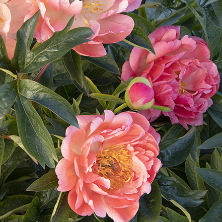 coral and cream peony flowers