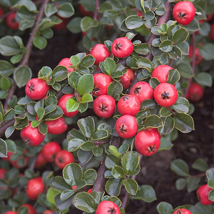 red berries on cranberry cotoneaster