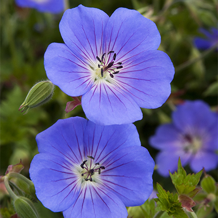 purple cranesbill flowers