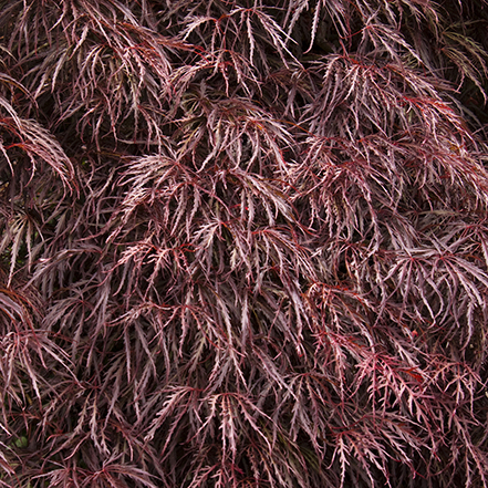 crimson foliage of crimson queen japanese maple tree