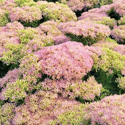 blushed pink crystal pink sedum flowers