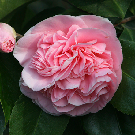 pink double camellia blooms