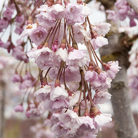 double weeping rosebud cherry flowers