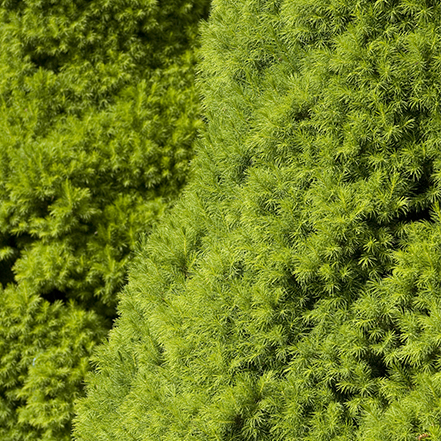 dwarf alberta spruce makes a great topiary