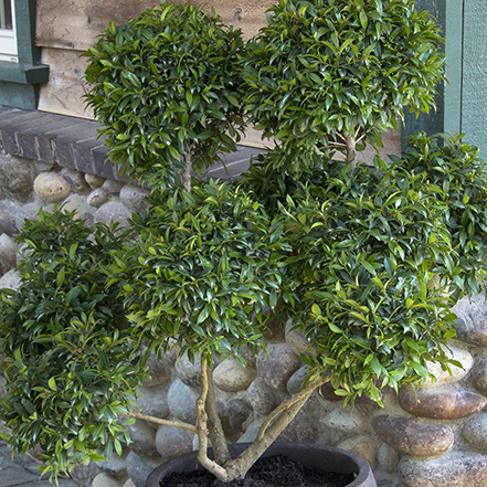 dwarf brush cherry is often used as an evergreen topiary in warm zones