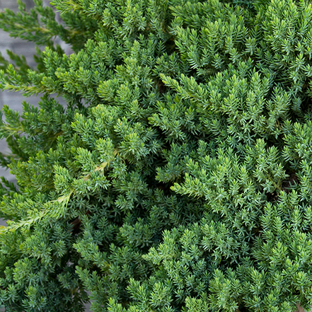green japanes garden juniper foliage close up